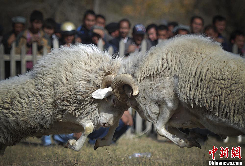 新疆乡间维吾尔斗羊激烈对撞难分胜负