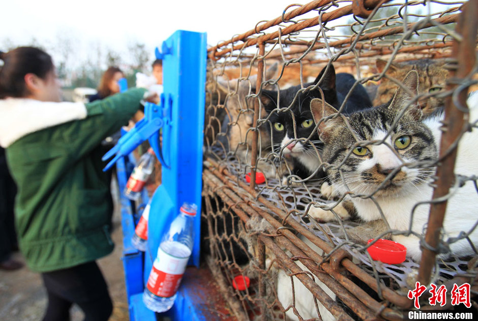 载500只家猫货车被拦 志愿者3500元买下猫咪
