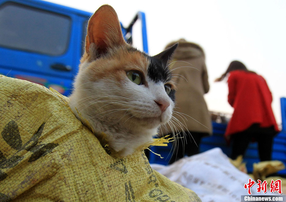 载500只家猫货车被拦 志愿者3500元买下猫咪