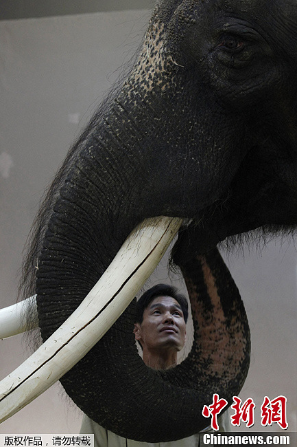 韩国大象用鼻子辅助发音开口说话