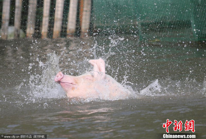 湖南土猪“高台跳水”提高肉质