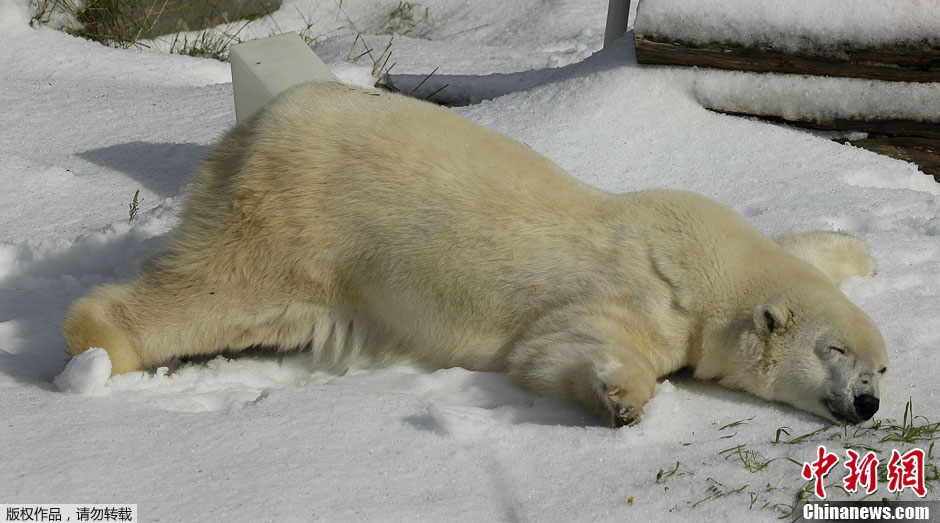 美国北极熊生日获赠人造雪 “欢天喜地”享受冰凉