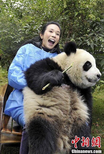 香港艺人莫文蔚成都体验“熊猫守护使”生活
