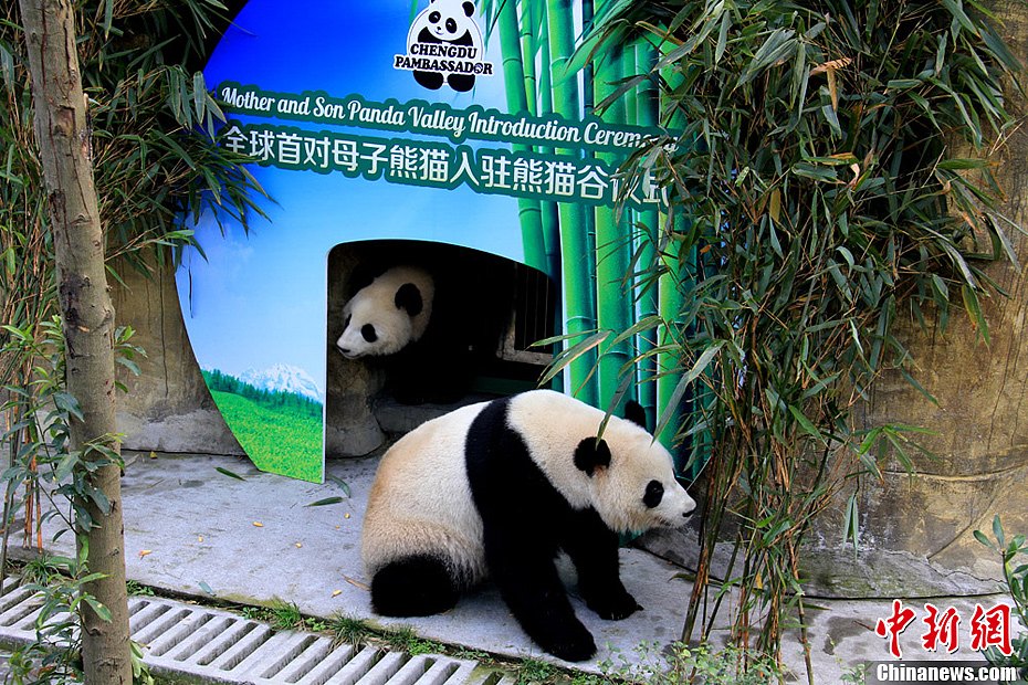 熊猫母子入驻“熊猫谷” 迈出野化第一步