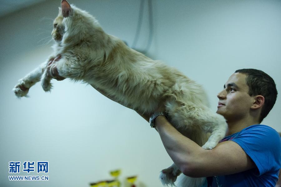 国际猫展掠影个个楚楚动人