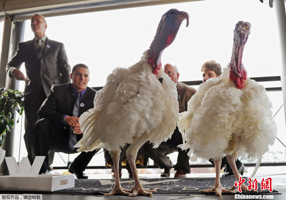 感恩节将至 两只火鸡将被奥巴马赦免