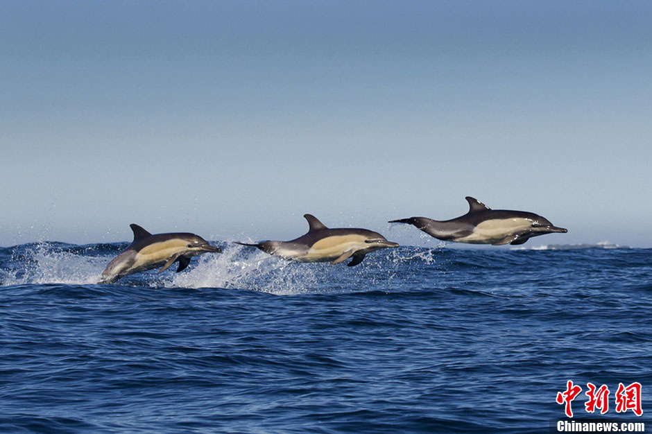 摄影师抓拍三只海豚同时跃出海面精彩瞬间