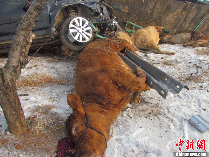 山东货车侧翻15头牛死亡 村民趁机割牛腿