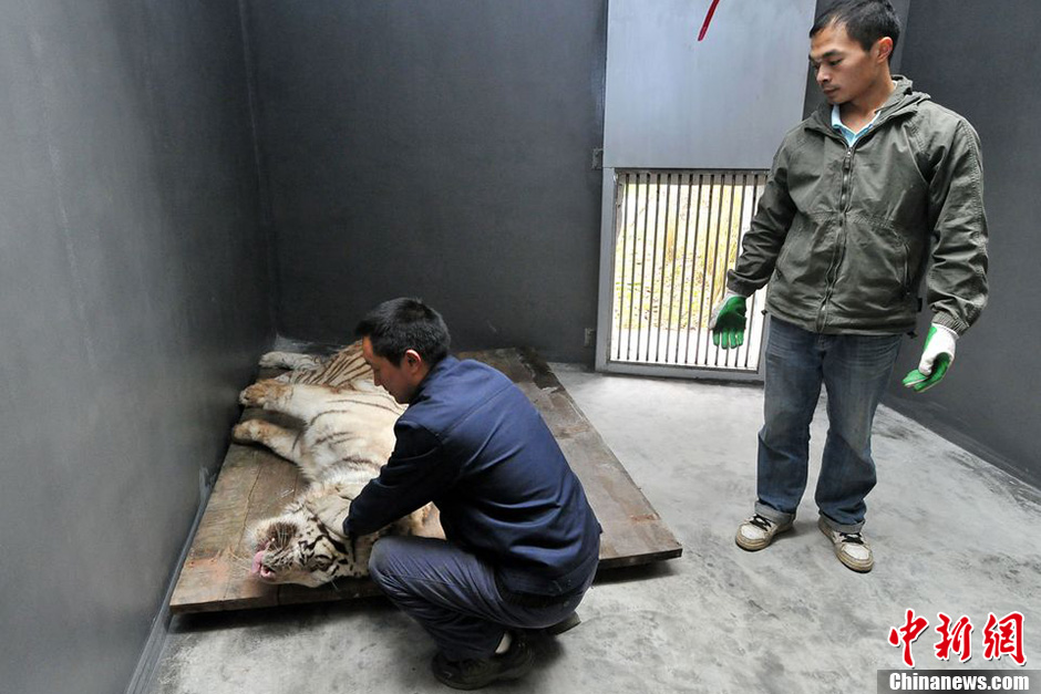 高清组图成都动物园猛兽大搬家