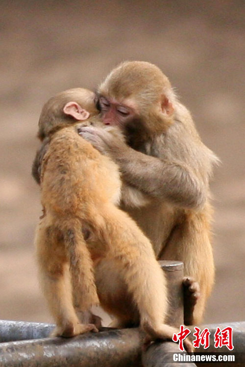 图为2月13日,在南京红山森林动物园,两只猴子亲密相拥.