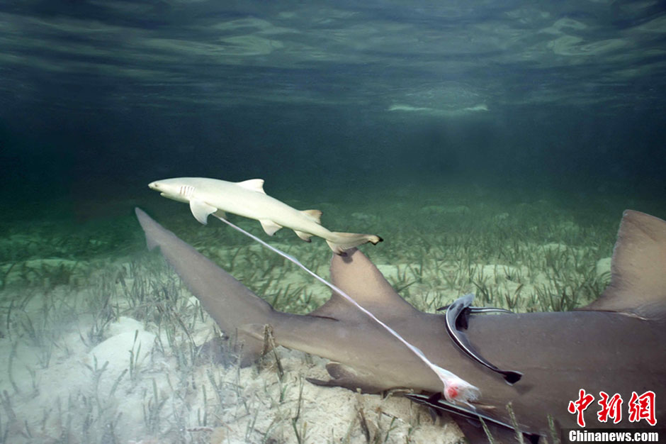 摄影师加勒比海下拍摄鲨鱼分娩罕见画面