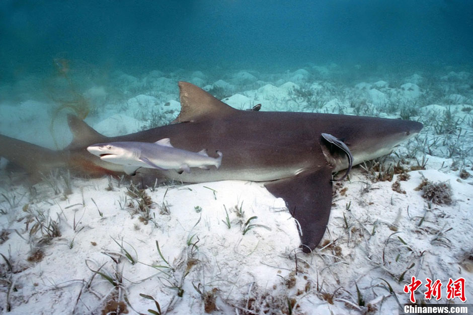 摄影师加勒比海下拍摄鲨鱼分娩罕见画面