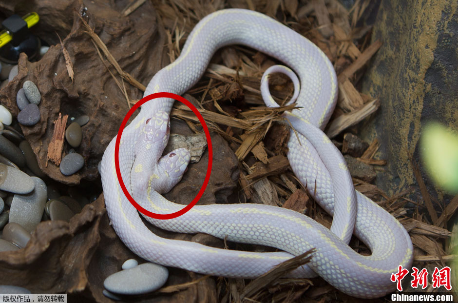 超罕见双头蛇亮相莫斯科动物园