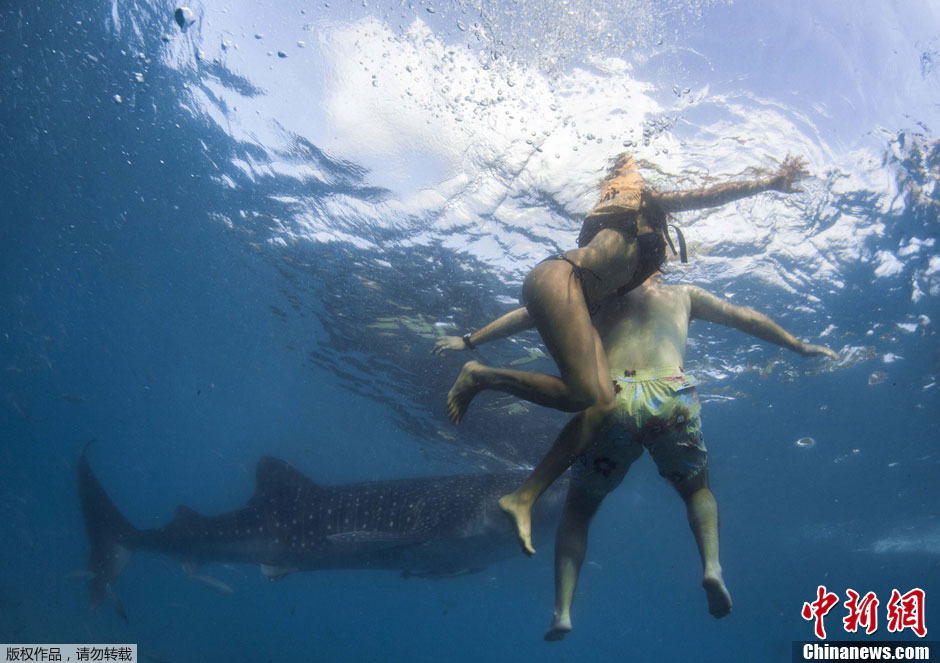 泳者与“海洋温柔巨人”鲸鲨菲律宾畅游