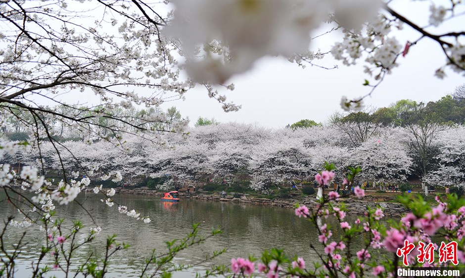 湖南樱花漫醉游人