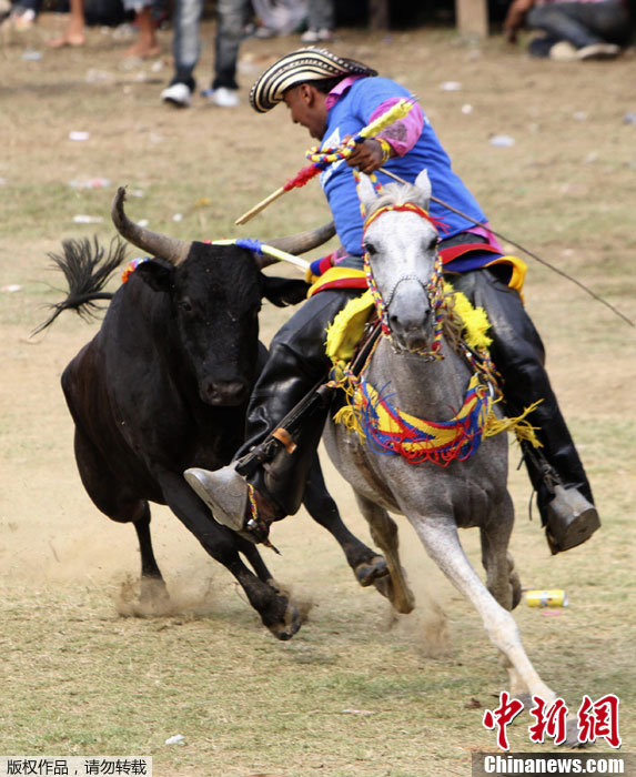 玻利瓦尔举行传统“骑马斗牛”大赛