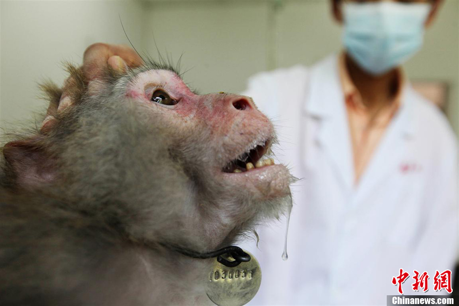 第九届华赛获奖作品中国制造的实验用猴