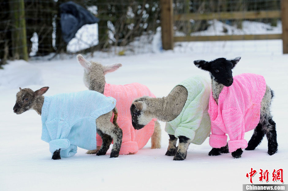 英国遭遇最冷春天 羊羔穿上羊毛外套