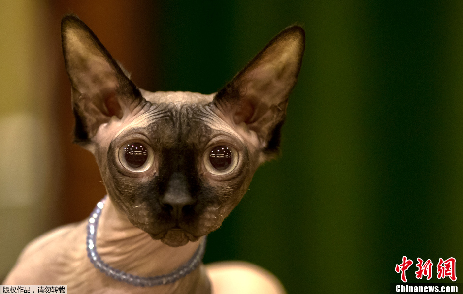 罗马尼亚举行国际猫咪选美大赛