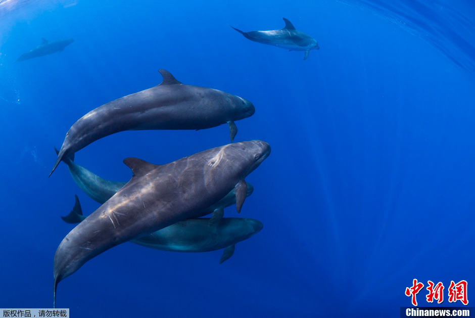 新西兰北岛现成群罕见伪虎鲸 