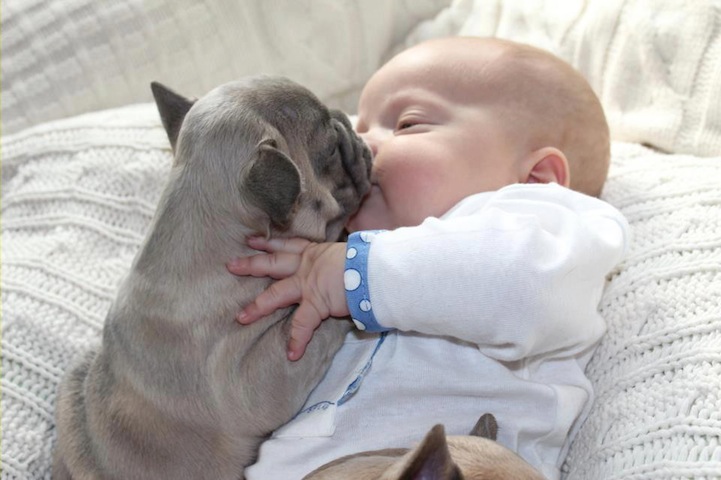 小婴儿和他的斗牛犬朋友
