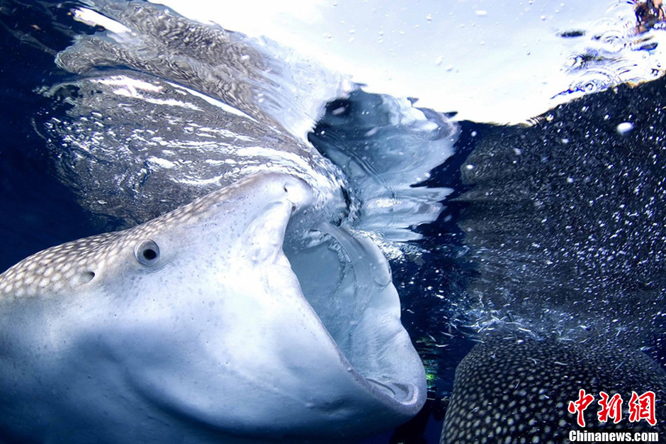 潜水者与鲸鲨共游拍摄其吞食瞬间 场面震撼