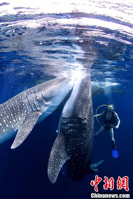 潜水者与鲸鲨共游拍摄其吞食瞬间 场面震撼