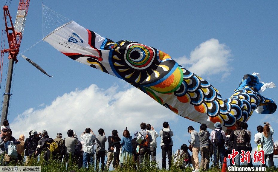 日本百米鲤鱼旗迎风飘迎接本国儿童节