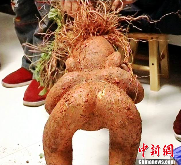 江西挖出人形何首乌神似婴孩眼鼻齐全