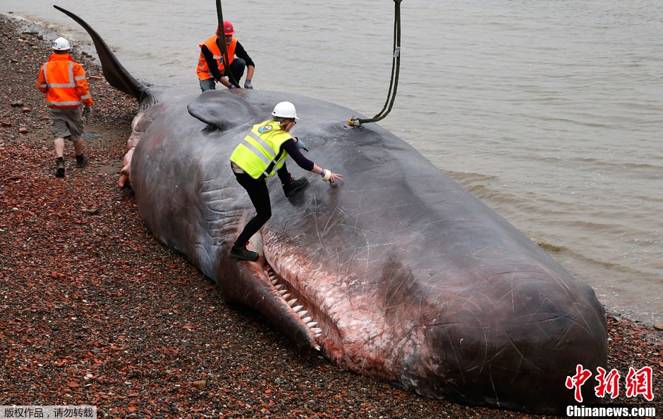 英国伦敦抢救搁浅巨头鲸呼吁保护动物