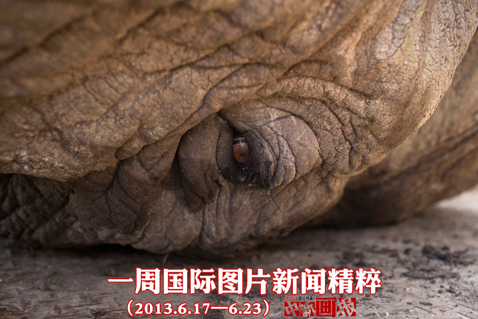 一周国际图片新闻精粹（6.17—6.23）——大象的泪