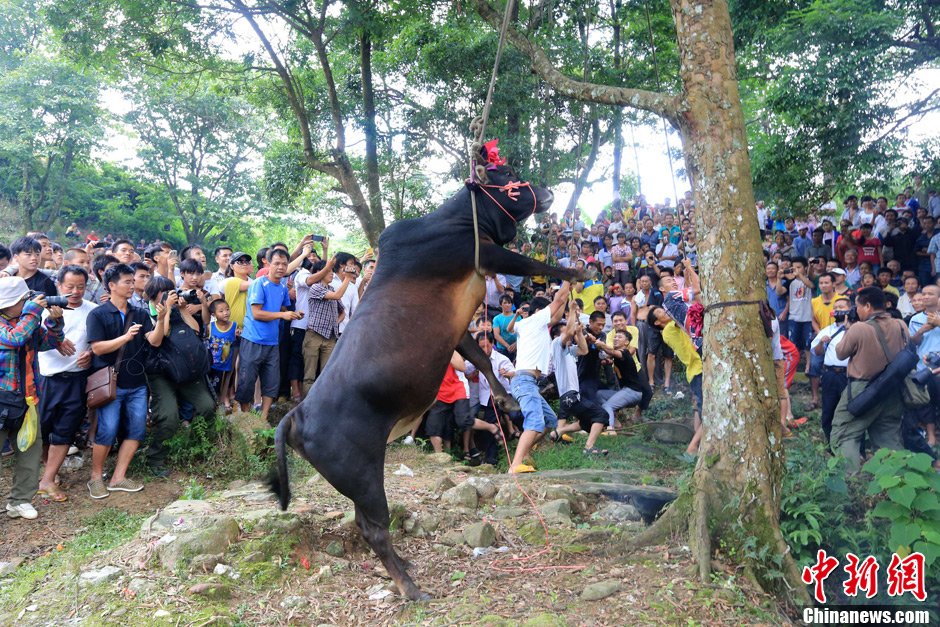 广西侗族传统“牵牛上树”仪式 吊死活牛祈福