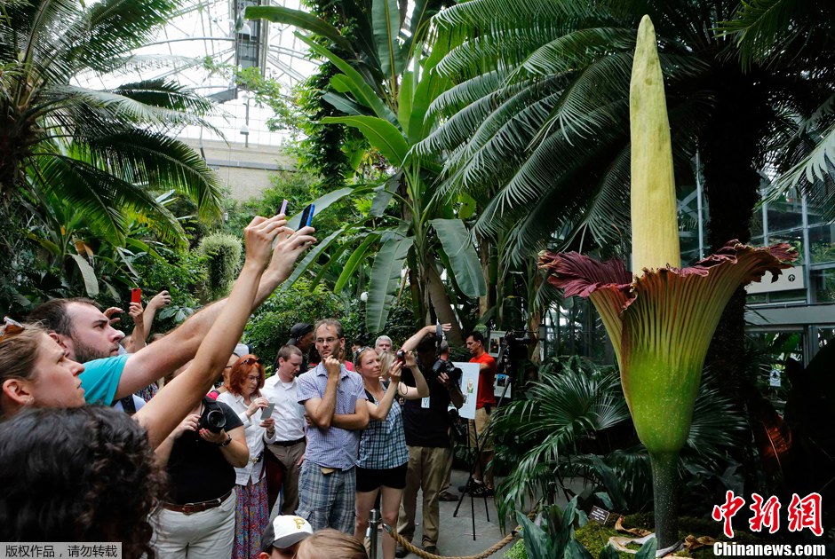 巨型尸臭花美国绽放吸引游客竞相参观
