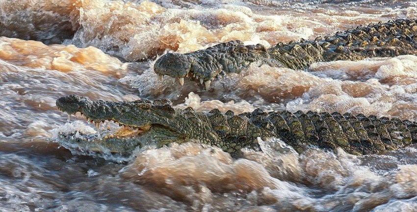 高清实拍非洲鳄鱼群排队撕食河马