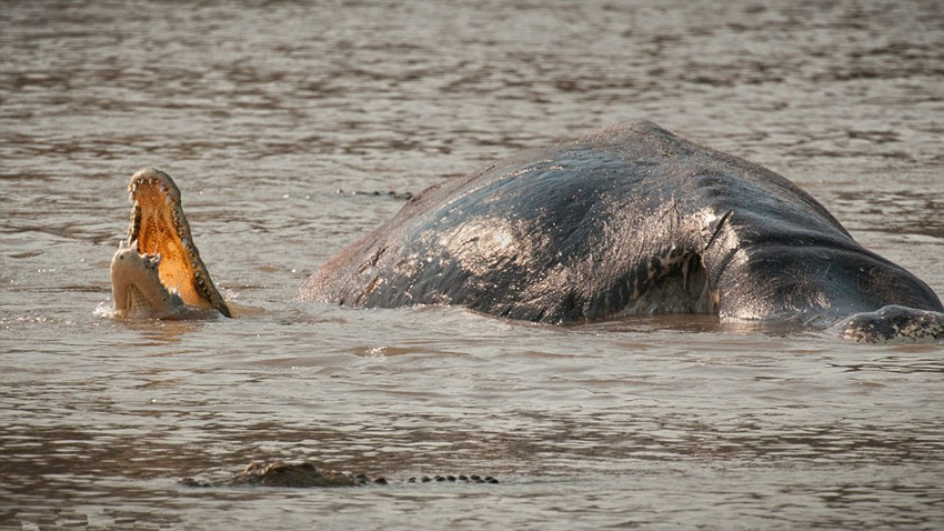 高清实拍非洲鳄鱼群排队撕食河马