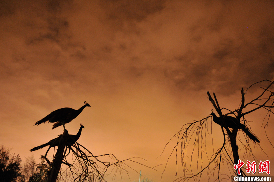 云南首个夜间动物园迎客展示特有夜行动物