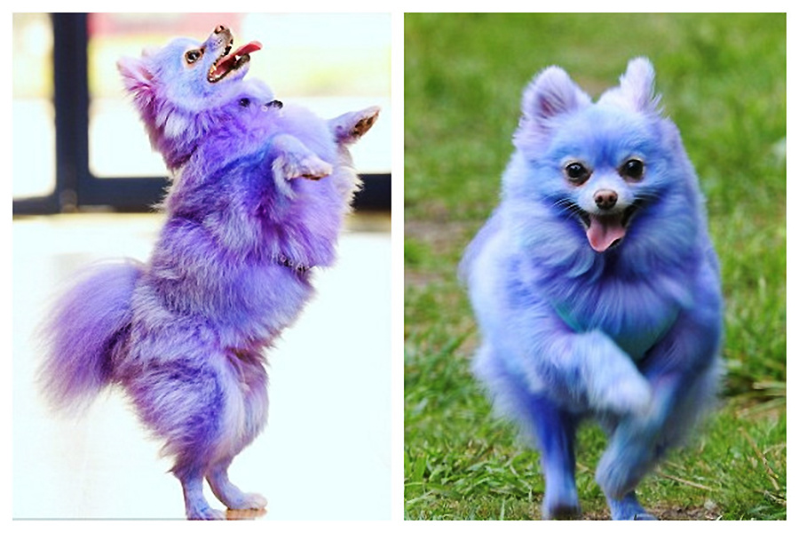 害羞宠物狗染发后变活泼搔首弄姿成大明星