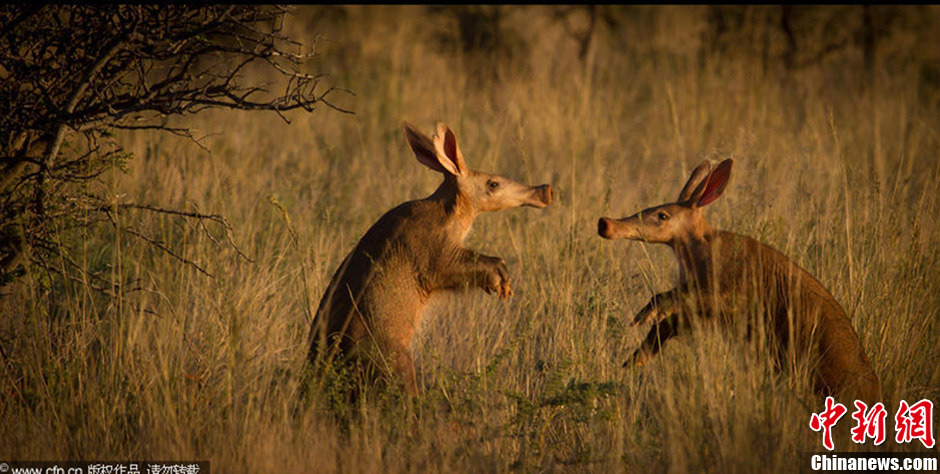 食蚁兽觅食偶遇同伴 后腿站立彼此"作揖"问候