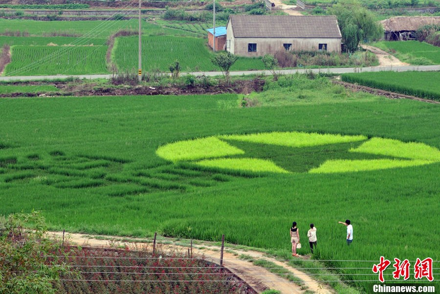 浙江农民在自家稻田种出党徽五角星图案
