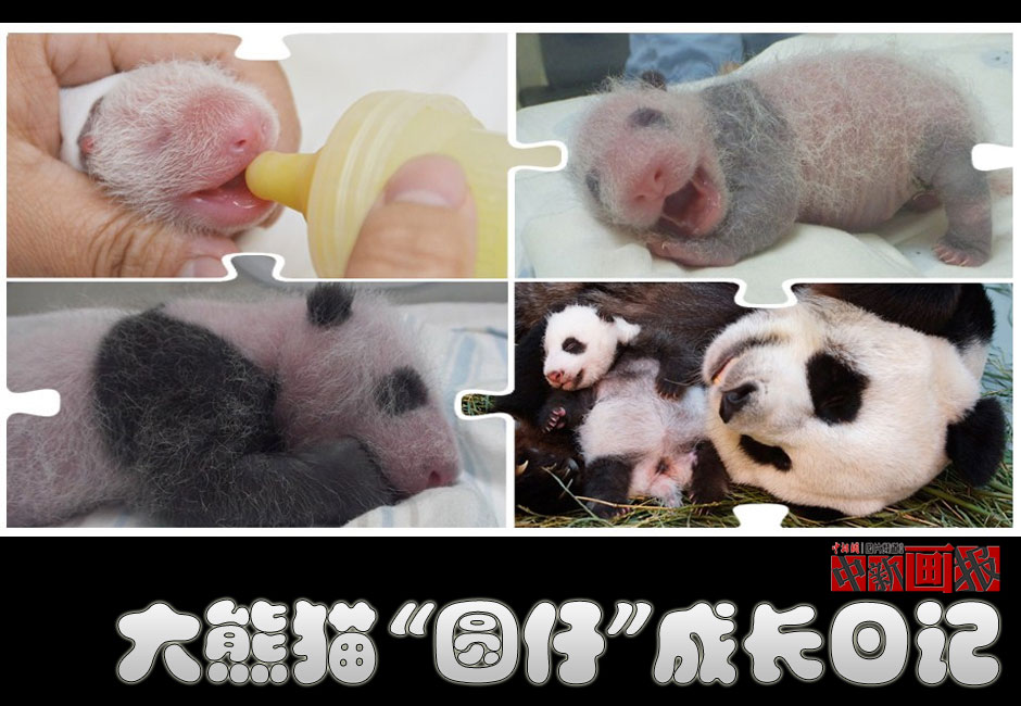 图刊大熊猫圆仔成长日记
