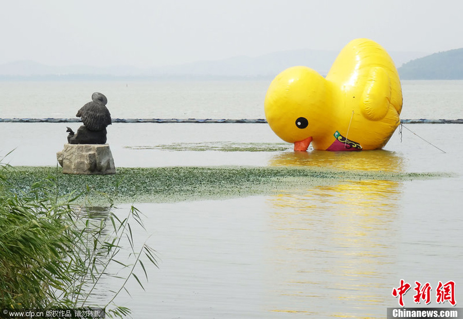 无锡“大黄鸭”湖中倾倒 被戏称天热想“喝水”