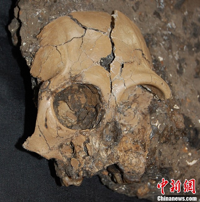 云南昭通发现距今逾600万年古猿头骨化石