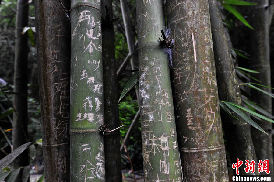 贵州黄果树景区竹子遭乱刻画 竹林成“碑林”