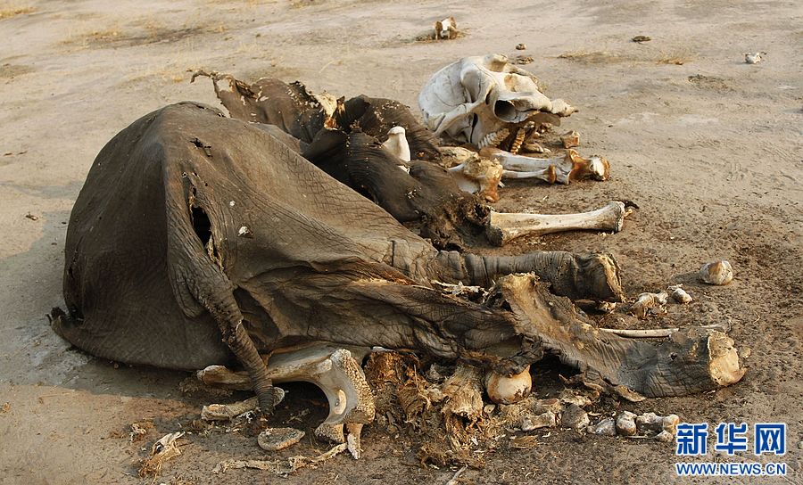 非洲草原象灭绝图片