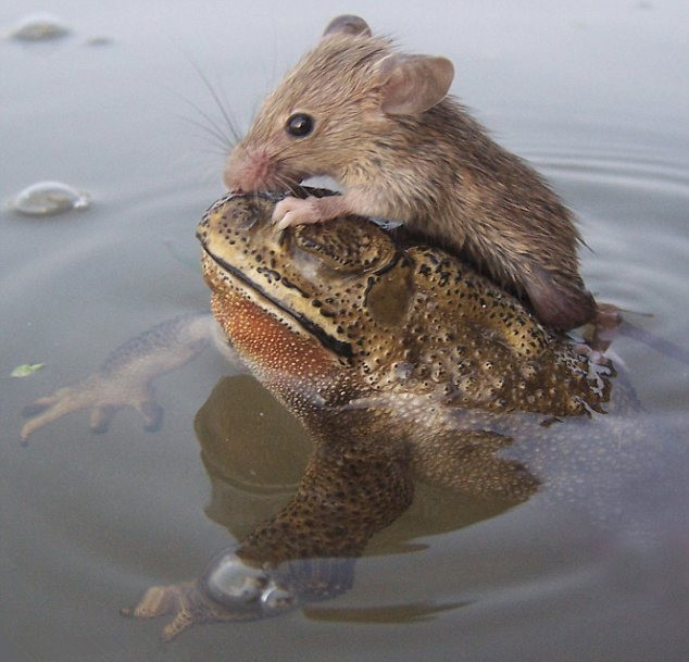 印度蟾蜍背老鼠过池塘显温情