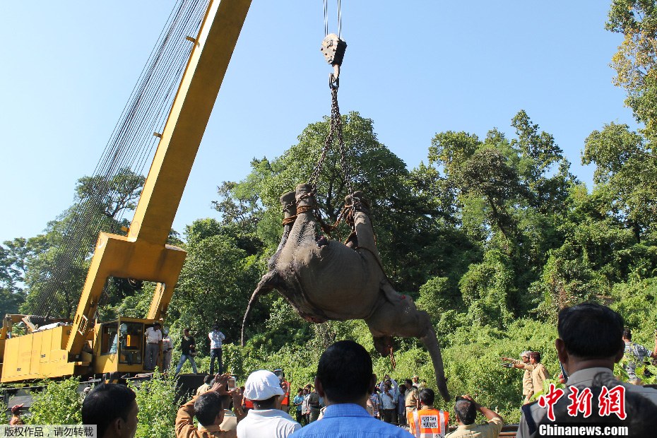 印度一大象与火车相撞不幸丧命