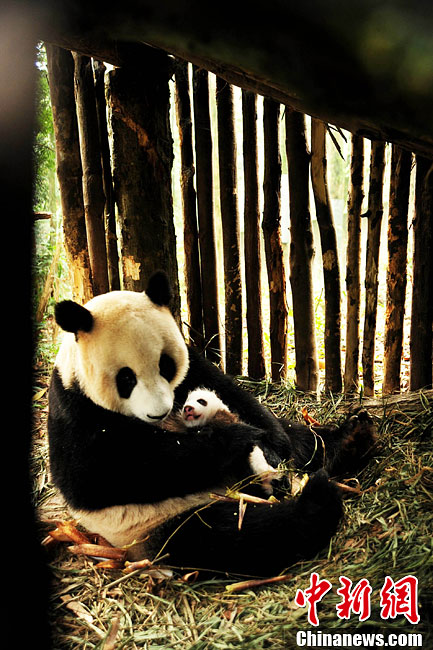 大熊猫张想即将放归野外