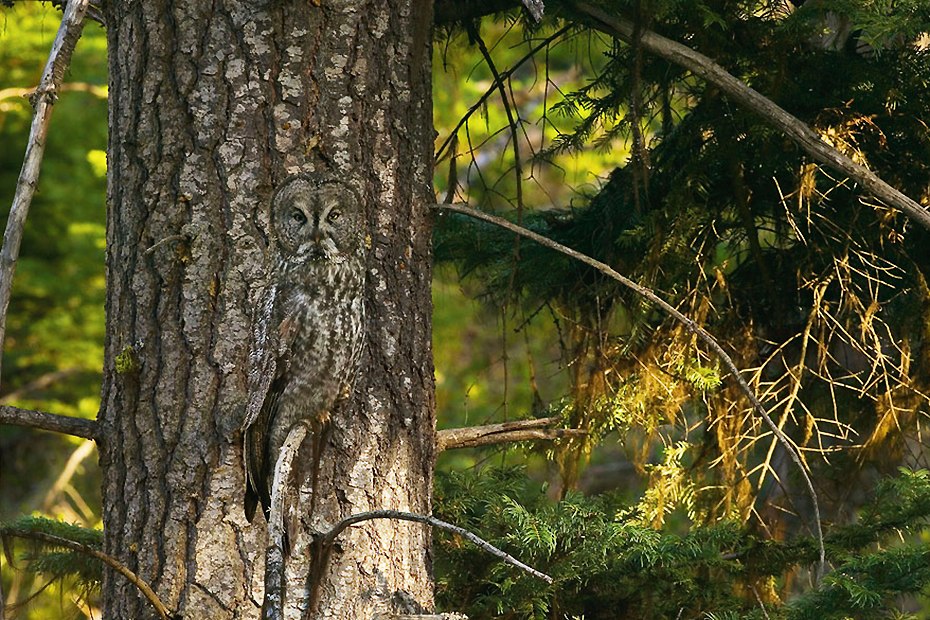 伪装,是动物在残酷的自然界生存下来的重要规则之一,完美的伪装,隐藏
