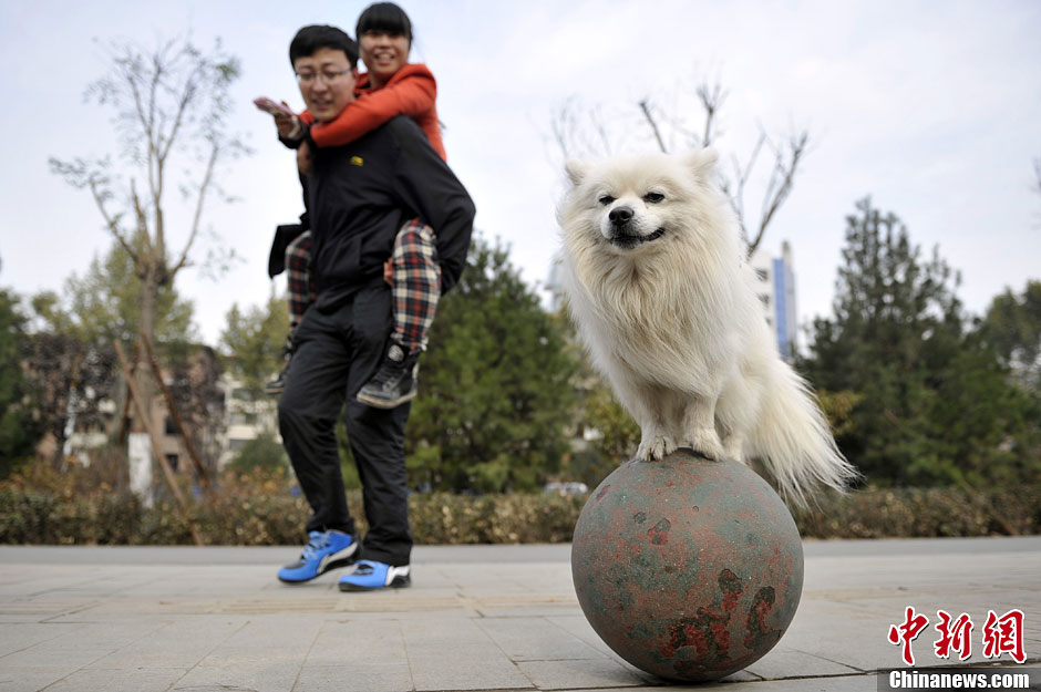 山西可爱狗狗街头滚皮球