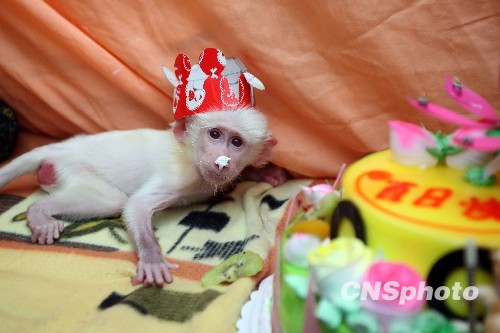 图国内首只白狒狒过百天庆生